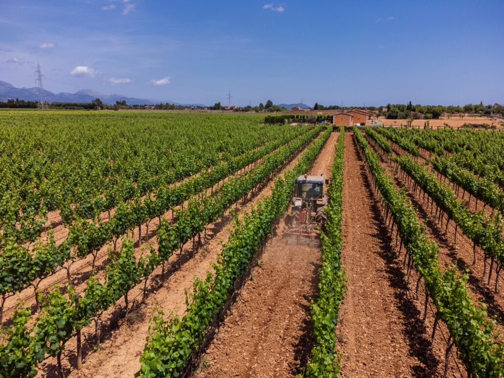 Trattore al lavoro tra i filari di un vigneto