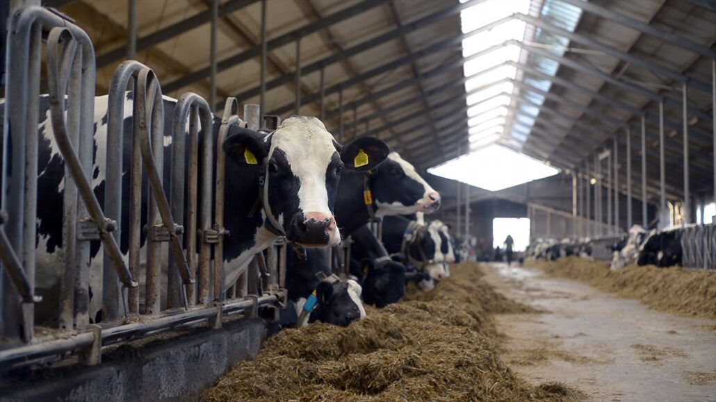 Bovini in una stalla della filiera agroalimentare