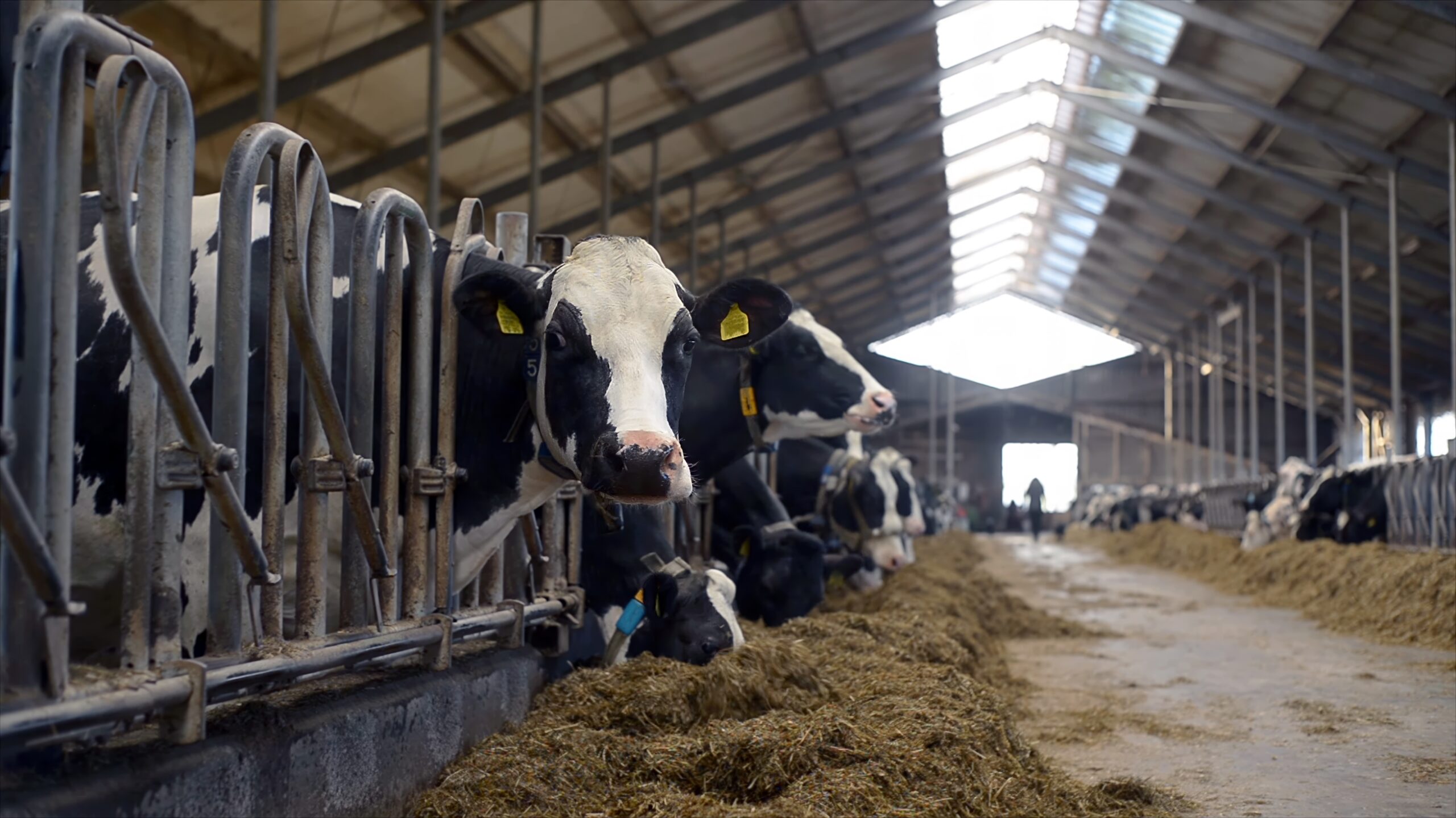 Bovini in una stalla della filiera agroalimentare